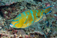 Scarus ghobban (Bluebarred Parrotfish)