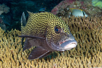 Plectorhinchus chaetodonoides (Many-Spotted Sweetlips)