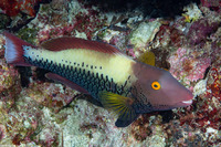 Cetoscarus ocellatus (Spotted Parrotfish)