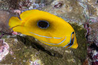 Chaetodon bennetti (Eclipse Butterflyfish)