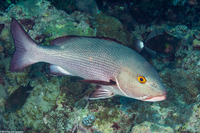 Lutjanus bohar (Red Snapper)