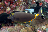 Naso lituratus (Orangespine Unicornfish)