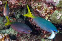 Caesio cuning (Yellowtail Fusilier)