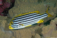 Plectorhinchus vittatus (Oriental Sweetlips)