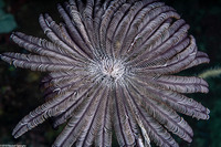 Cenometra bella (Beautiful Feather Star)