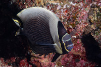 Chaetodon reticulatus (Reticulated Butterflyfish)