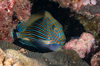 Acanthurus lineatus (Striped Surgeonfish)
