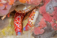 Galathea sp.1 (Galathea sp.1)