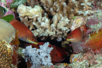 Pseudocheilinus evanidus (Disappearing Wrasse)