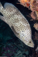 Cromileptes altivelis (Barramundi)