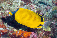 Chaetodon semeion (Dotted Butterflyfish)