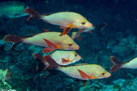 Lutjanus gibbus (Humpback Snapper)