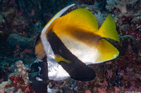 Heniochus monoceros (Masked Bannerfish)