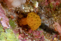 Pseudodistoma megalarva (Stalked Tunicate)