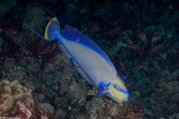Naso vlamingii (Bignose Unicornfish)