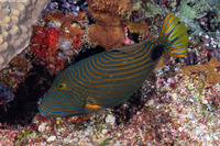 Balistapus undulatus (Orange-Lined Triggerfish)