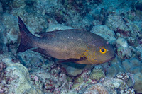 Macolor macularis (Midnight Snapper)