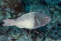 Scarus rubroviolaceus (Redlip Parrotfish)