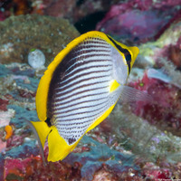 Chaetodon melannotus (Black-Backed Butterflyfish)