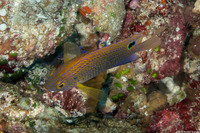 Pomacentrus vaiuli (Princess Damsel)