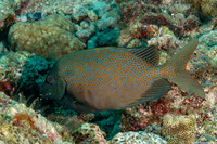 Siganus punctatus (Gold-Spotted Rabbitfish)