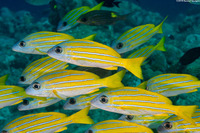 Lutjanus kasmira (Bluestripe Snapper)