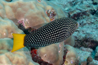 Anampses meleagrides (Yellowtail Wrasse)
