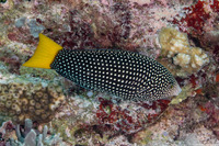 Anampses meleagrides (Yellowtail Wrasse)