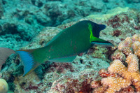 Gomphosus varius (Bird Wrasse)