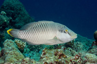 Cheilinus undulatus (Humphead Wrasse)