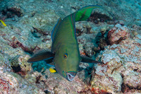 Scarus altipinnis (Filament-Fin Parrotfish)