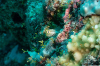 Ecsenius yaeyamaensis (Yaeyama Coralblenny)