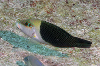 Hemigymnus melapterus (Blackeye Thicklip)