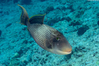 Pseudobalistes flavimarginatus (Yellowmargin Triggerfish)