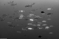 Caranx sexfasciatus (Bigeye Trevally)