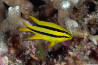 Neoglyphidodon nigroris (Yellowtail Damsel)