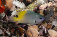 Pomacentrus nigromanus (Goldback Damsel)