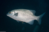 Kyphosus cinerascens (Topsail Chub)