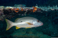 Lutjanus monostigma (Onespot Snapper)