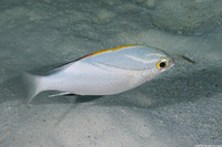 Scolopsis bilineata (Bridled Monocle Bream)