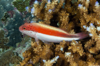Paracirrhites forsteri (Freckled Hawkfish)