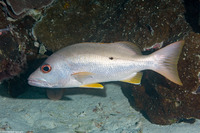 Lutjanus monostigma (Onespot Snapper)
