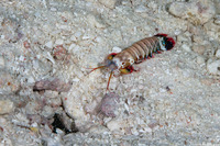 Odontodactylus scyllarus (Peacock Mantis Shrimp)
