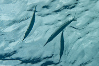 Hyporhamphus dussumieri (Dussumier's Halfbeak)