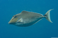 Naso brachycentron (Humpback Unicornfish)
