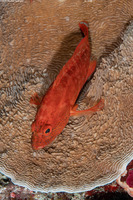 Cephalopholis leopardus (Leopard Grouper)