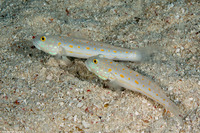 Valenciennea puellaris (Orange-Dashed Goby)