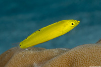 Halichoeres chrysus (Canary Wrasse)