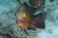 Macolor macularis (Midnight Snapper)