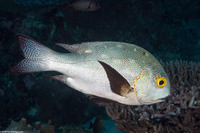 Macolor macularis (Midnight Snapper)